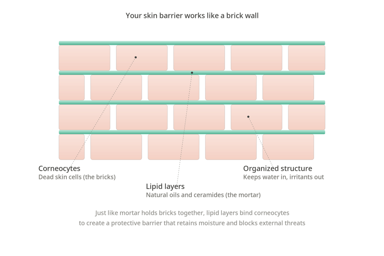Diagram showing skin barrier structure as a brick wall with corneocytes as bricks and lipid layers as mortar binding them together