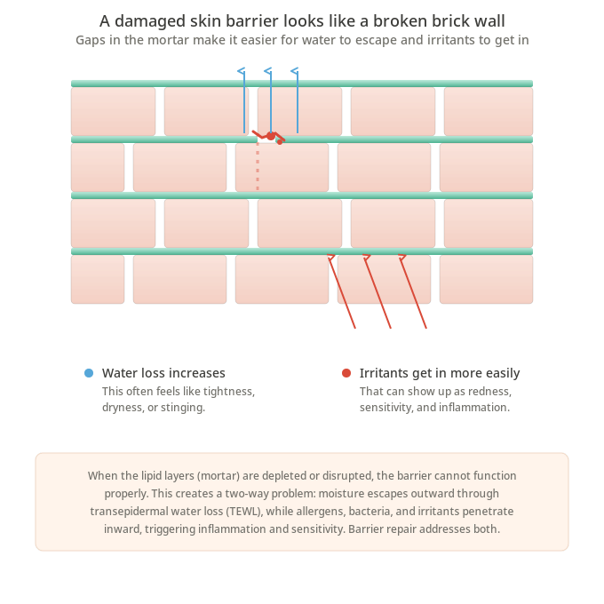 Illustration of damaged skin barrier showing water escaping upward through gaps and irritants penetrating downward into skin layers